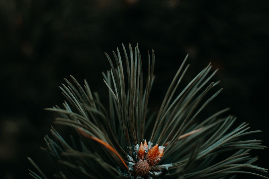 Pine needle removal from gutters